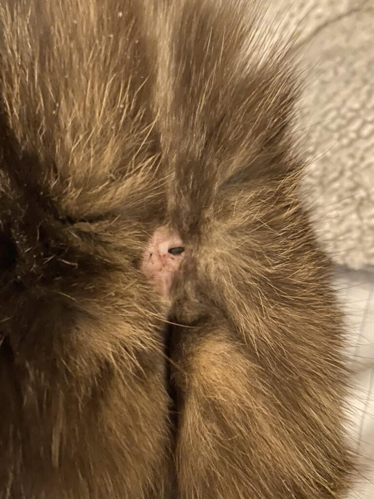 Effective Tips: How To Remove Dried Poop Off Cat Anus