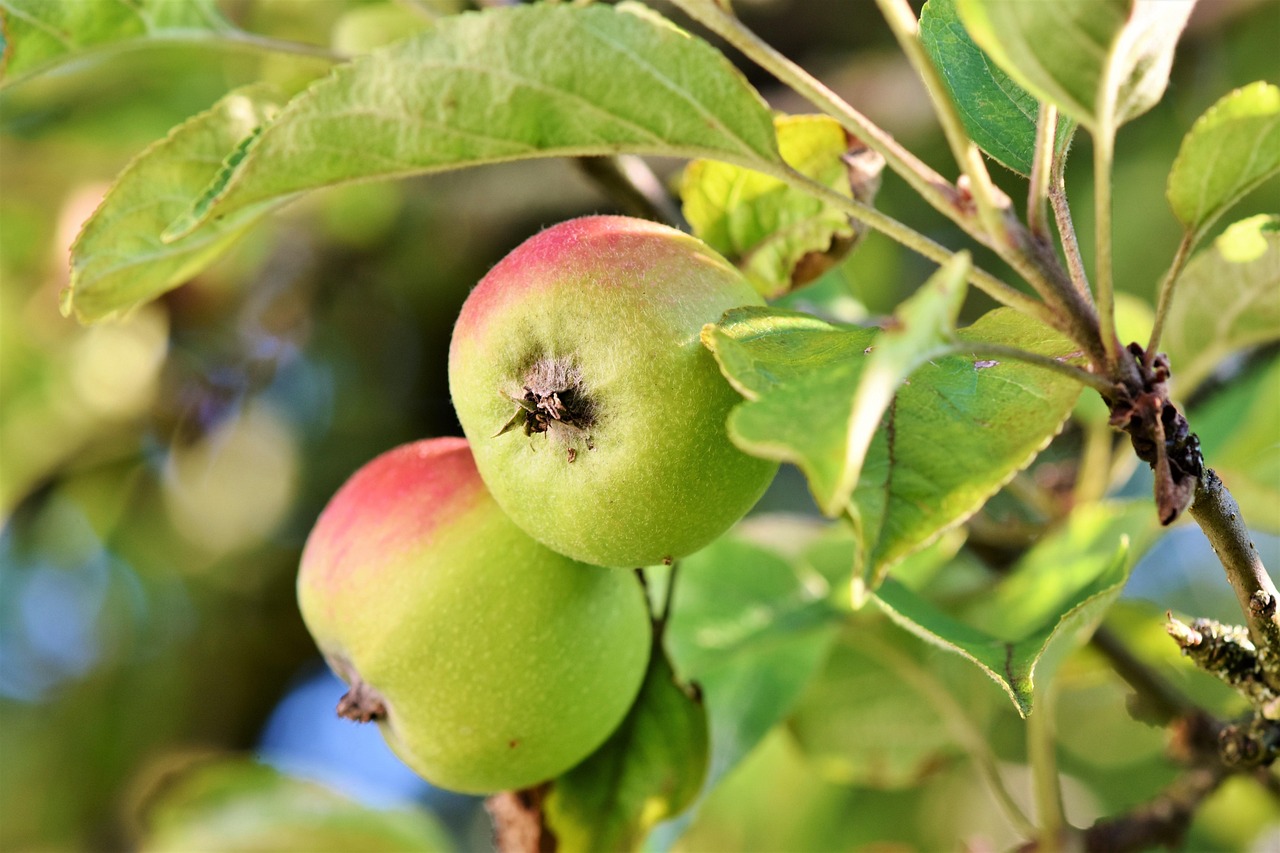 Apple, fruits, food — Dr. James Charasika on Advancing Lifestyle-Based and Preventive Healthcare