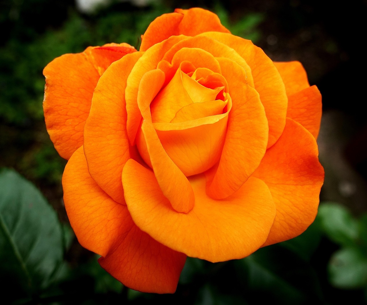 Rose, flower, orange rose — The Benefits of Neck Liposuction for a More Youthful Look