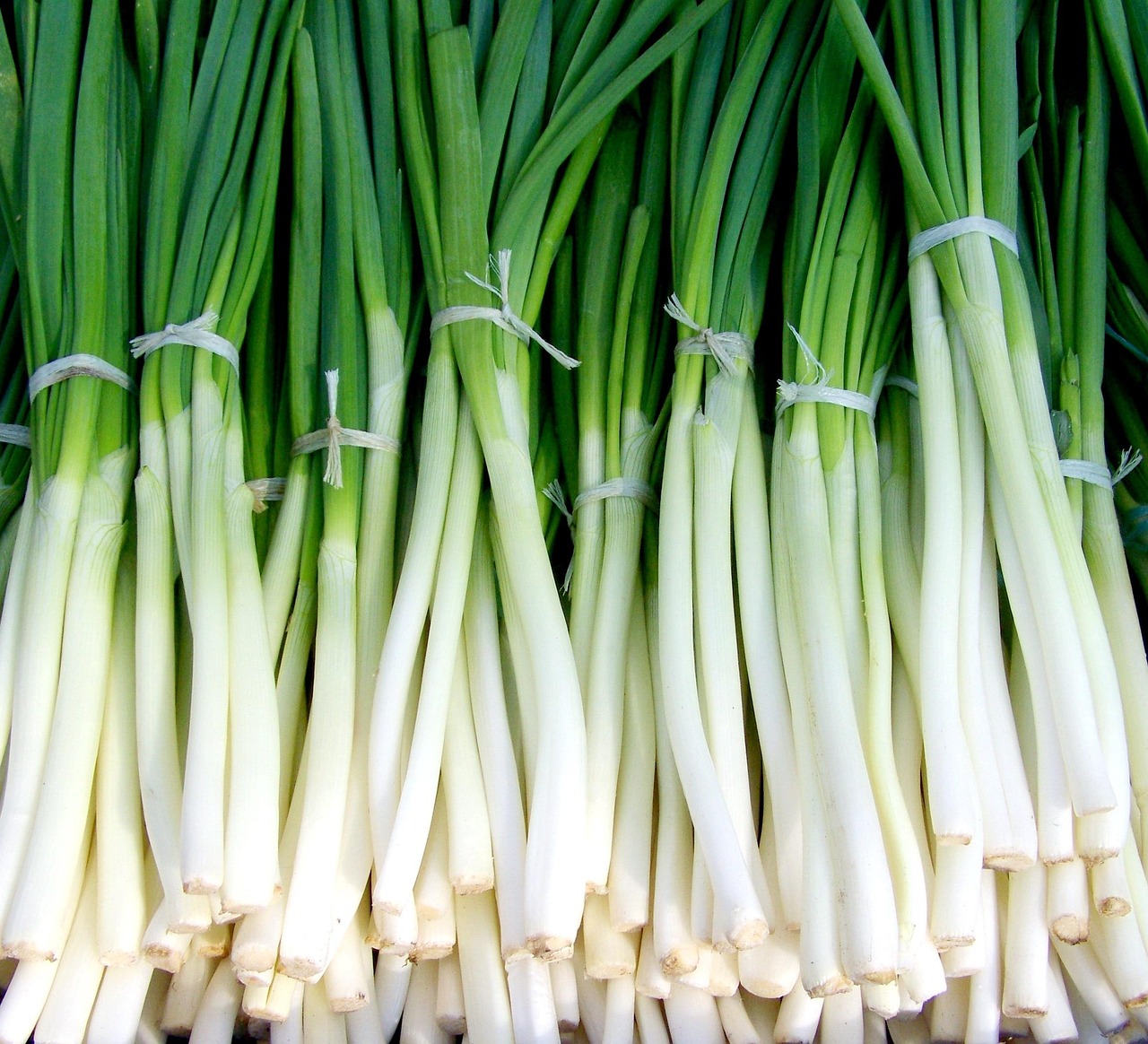 Green onions, new onion, vegetables — The Entrepreneurial Journey of Bill Hutchinson in Creating Lasting Community Impact