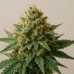 Close-up of dense cannabis flower with green leaves and orange pistils